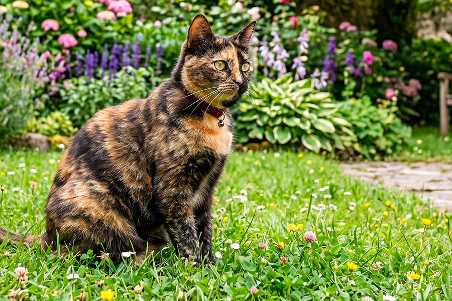 gatto tartarugato